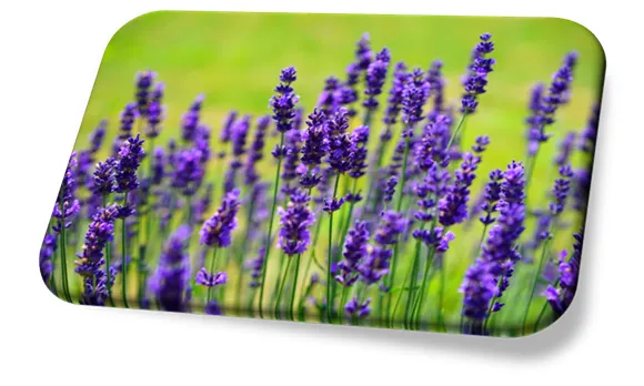 Lavanda (Lavandula spp.)