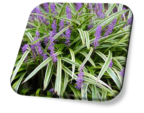 Liriope