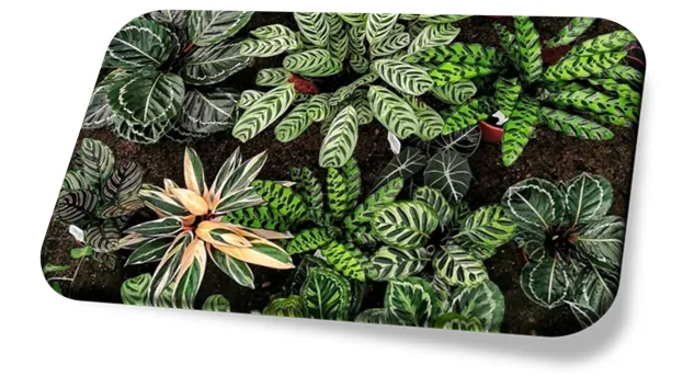 Maranta