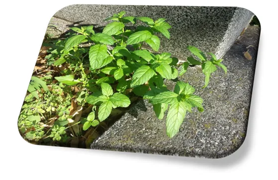 Menta
