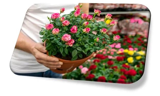 Mini Rosas