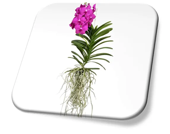 Orquídea Vanda