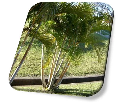 Palmeira Areca