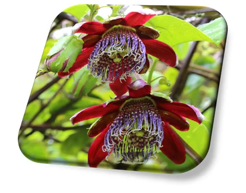 Passiflora