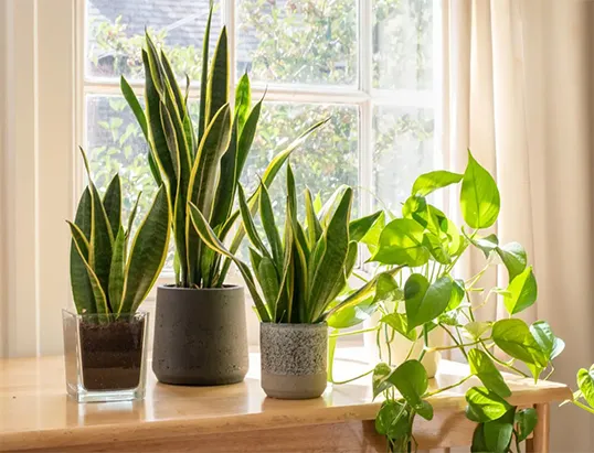Planta para Apartamento