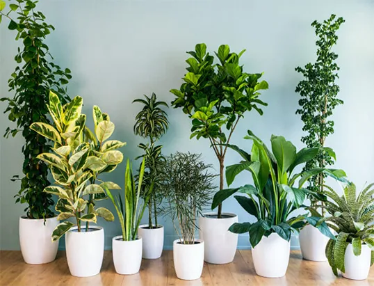 Planta para dentro de Casa