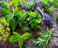 Plantas Medicinais