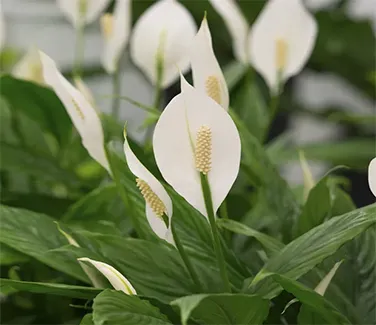 Guia Planta e Jardim