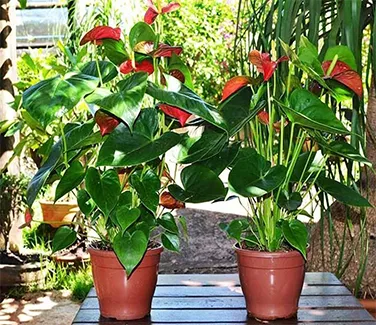 Guia Planta e Jardim