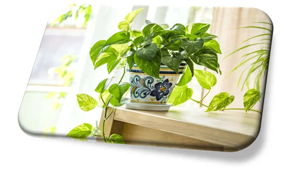 Pothos