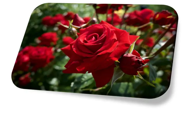 Rosas