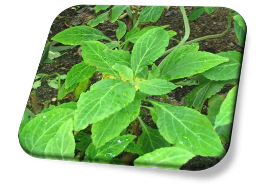 Sálvia Divinorum