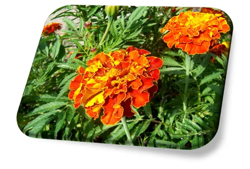 Tagetes