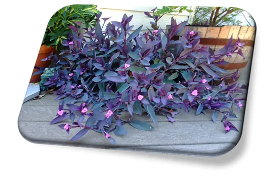 Tradescantia (Lambari)