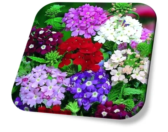 Verbena