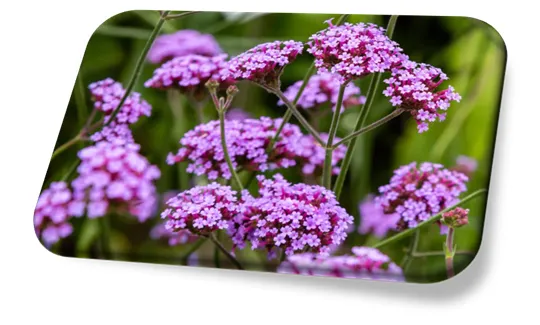 Verbenas (Verbena spp.)