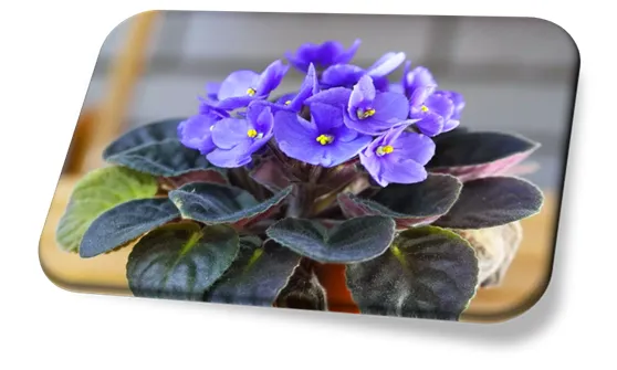 Violeta Africana