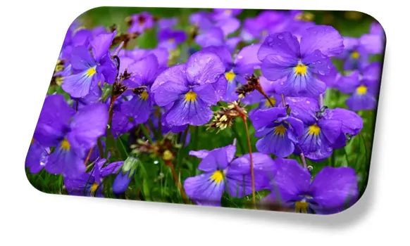 Violeta