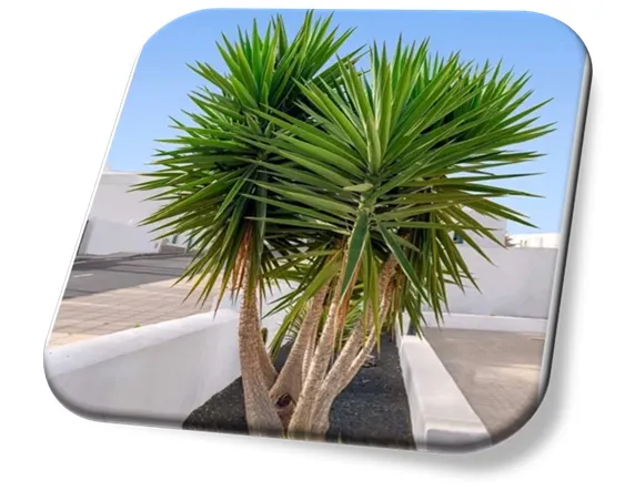 Yucca